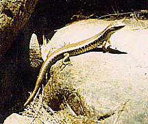 waterskink.gif